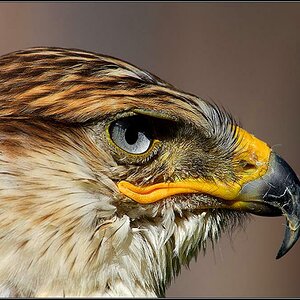 Albidus der Sakerfalke - D2x mit AF-D VR 80-400
