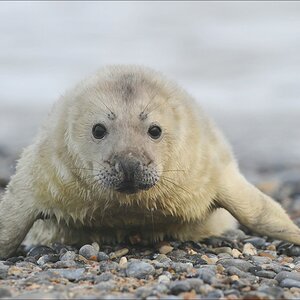 acomp Helgoland 20120101 8914
