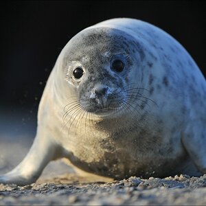 acomp Helgoland 20111230 0806