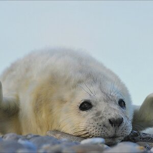 acomp Helgoland 20111230 3079