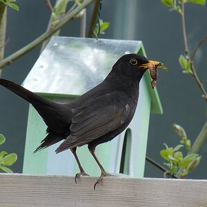 Amsel