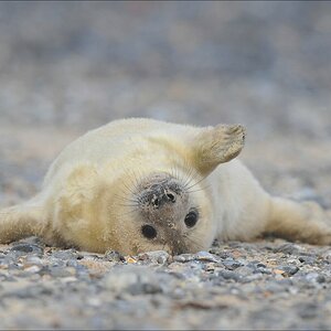 acomp Helgoland 20120101 10429