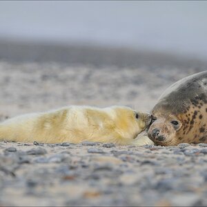 acomp Helgoland 20120102 10947