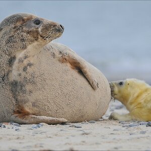 acomp Helgoland 20120102 11815