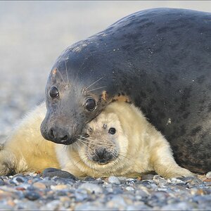 acomp Helgoland 20120101 10087