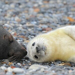 acomp Helgoland 20111231 6253