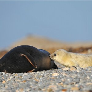 acomp Helgoland 20111230 3568
