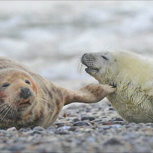 acomp Helgoland 20120102 11412