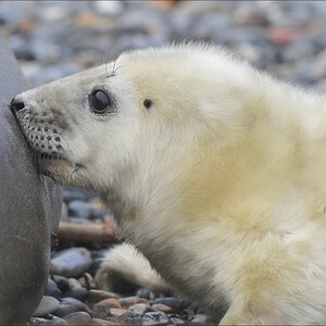 acomp Helgoland 20111231 6176