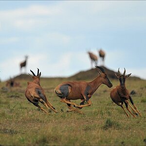 acomp Kenia 20111019 21969