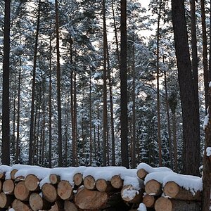 Winterwald