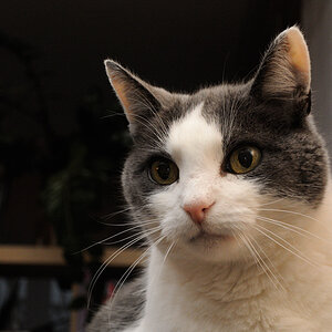 Filou1 Katze SB-N5