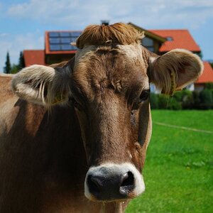 Die Kuh Elsa: "Was guckst du?!"