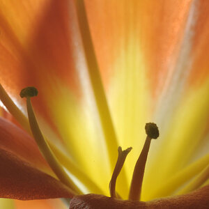 Blumenmakro II