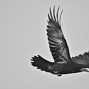 Krähe im Flug 1