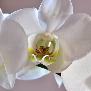 orchidee