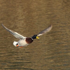 Erpel im Gleitflug
