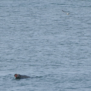 Spitzbergen 2011 SPE