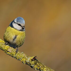 Blaumeise