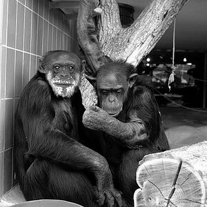 DSC 0435bw