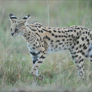 acomp Kenia 20111017 17035