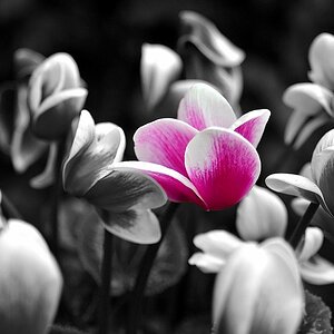 color Blume1000