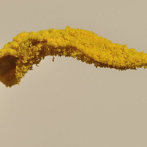 300 0923a f: Tulpe, Staubbeutel (Novoflex-Balgen mit Rodagon 4/80)