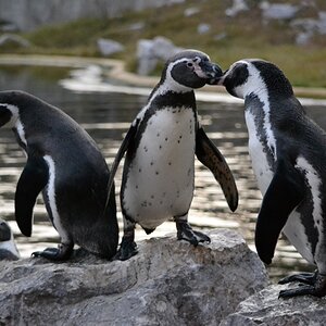 Humboldtpinguine - Tierpark Sababurg