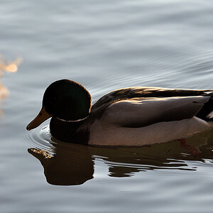 testente 1 800x600
(mit Exif-Daten)