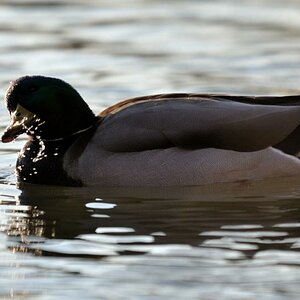 testente 2 800x600
(mit Exif-Daten)