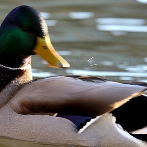 testente 4 800x600
(mit Exif-Daten)