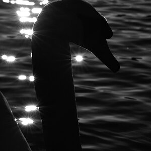 testschwan 1 600x800
(mit Exif-Daten)