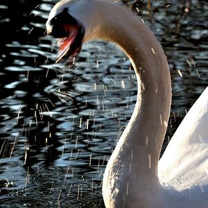 testschwan 2 800x600
(mit Exif-Daten)