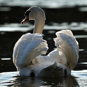 testschwan 3 800x600
(mit Exif-Daten)