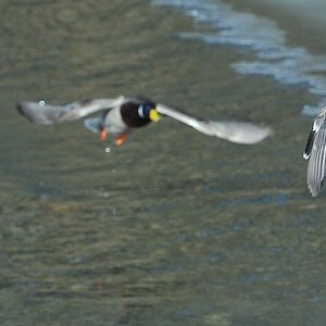 Start zum Formationsflug