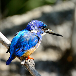 Eisvogel