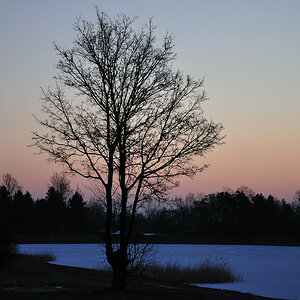Baum im Morgenrot