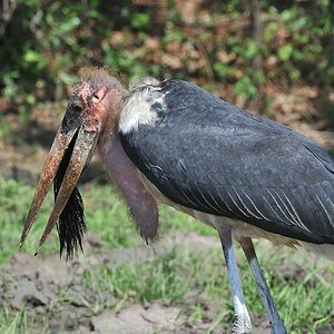 ein Marabu hat einen Büffelschwanz im Maul.
Der ist aber zu lang, um ihn runterzuschlucken.
7073