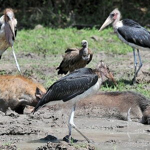geduldig warten die Marabus auf ihre Chance
South Luangwa
7177