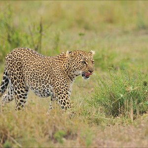 acomp Kenia 20111014 08240