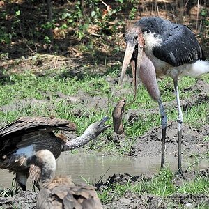 Marabu und Geier
7192