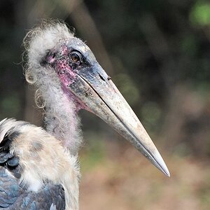 Marabu
South Luangwa
8349