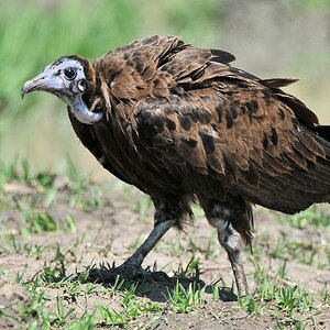 Kappengeier
Hooded Vulture
8289