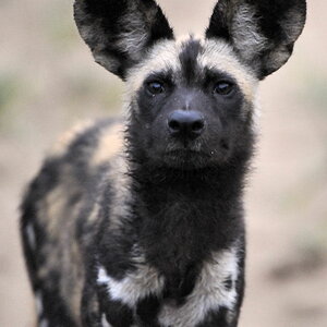 Wild Dog
