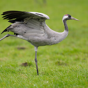 HUE 1555 NX
zeigt her eure Vögel #5646