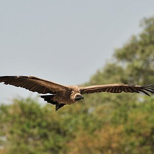 Weißrückengeier im Anflug
7247