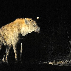 Hyäne
Währen der Nachtsafari, wird die Hyäne von einen anderem Auto aus angestrahlt.
South Luangwa
7435