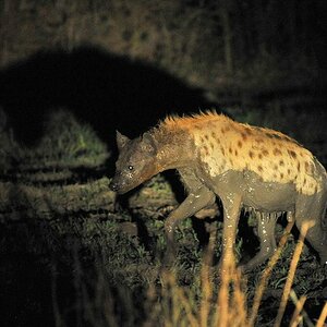 Hyäne
South Luangwa
7666