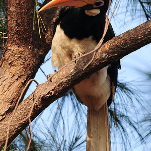 Malabar pied Hornbill 1