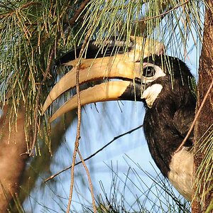 Malabar pied Hornbill 1